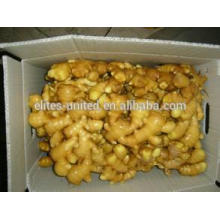 Fresh Ginger Manufacturer From China